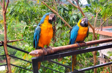 Macaw1
