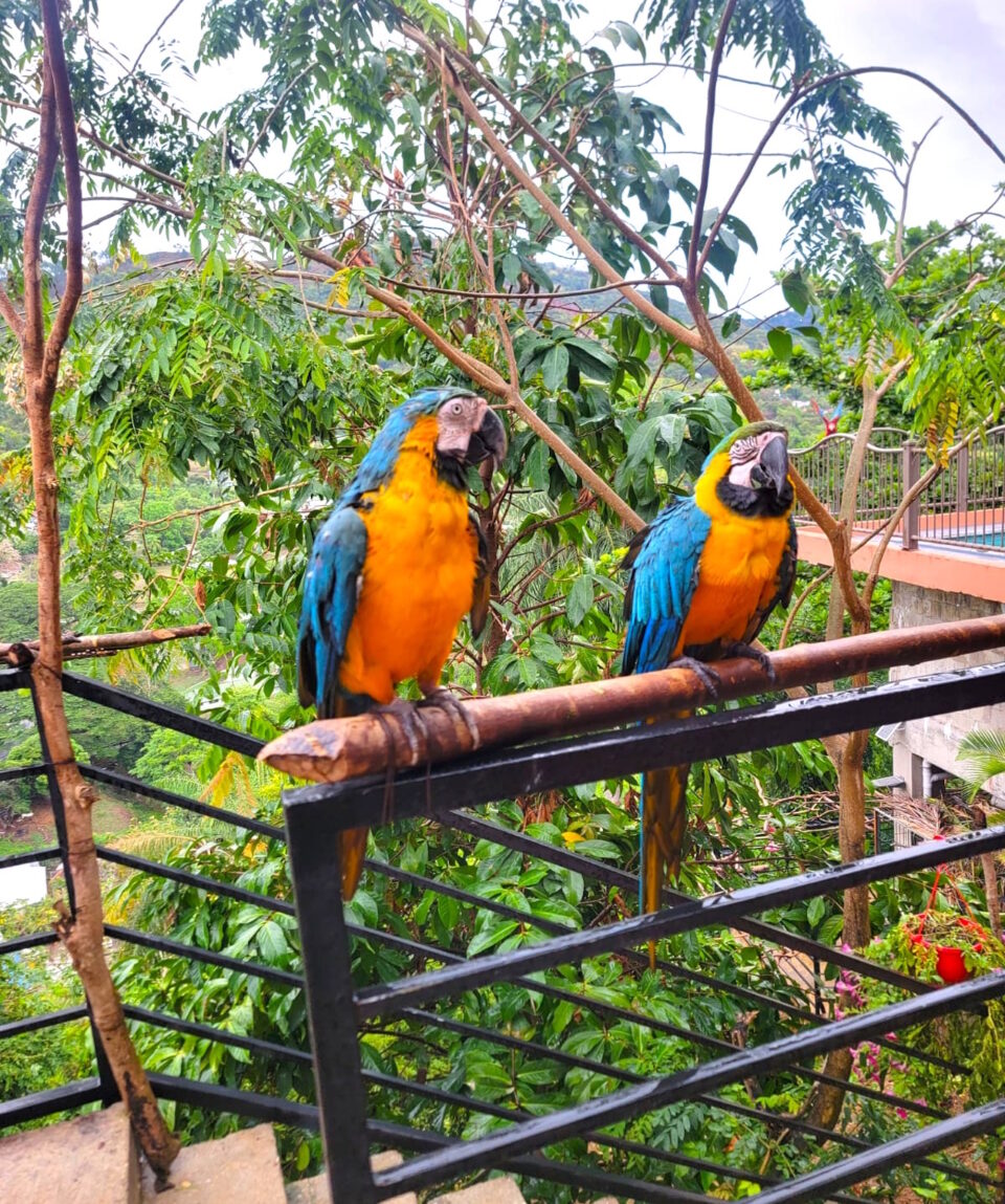 Macaw1